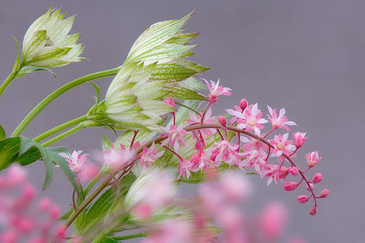 Closeup of pink and white flowers
