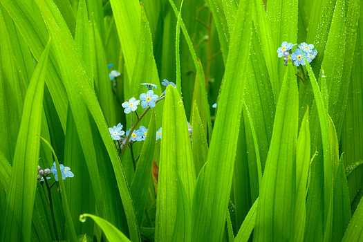 Small blue flowers amid large green leaves with water droplets