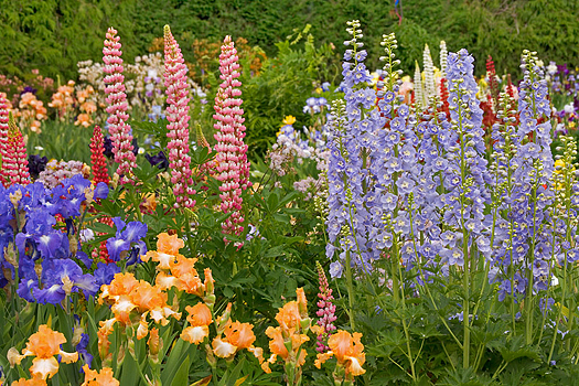 Rec and blue lupins with yellow and purple mountain iris