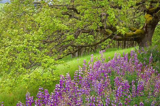A clump of purple flowers by a tree in a green Summer field