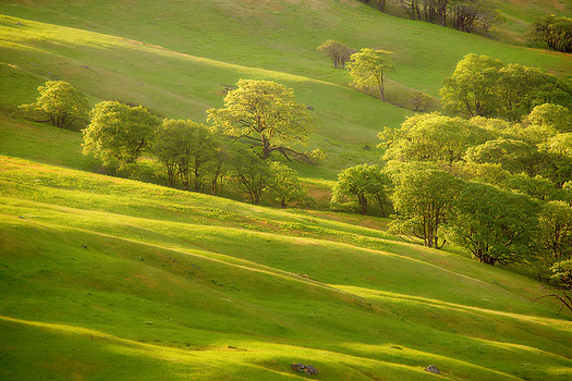 A green field with a scattering of trees in long afternoon shadows