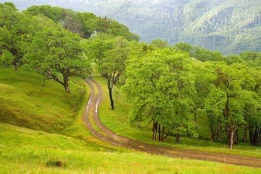 A winding dirt path through a green wood