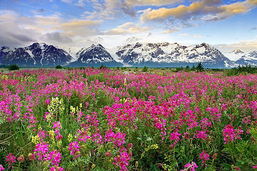 A field of pink flowers against a rocky mountain range