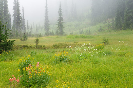 A meadow of grass and flowers in a misty mountain setting