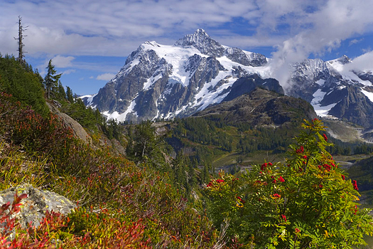 Snowy mountains with foliage in the forefront