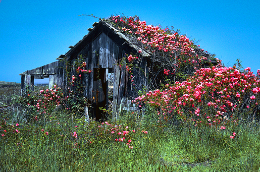 An old cabin covered in pink-flowered vines