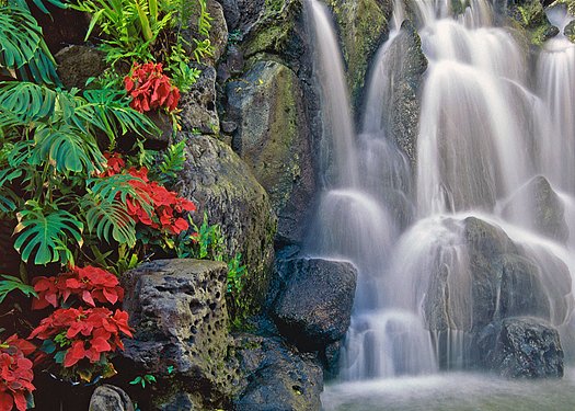 Red flowers with a waterfall in the background