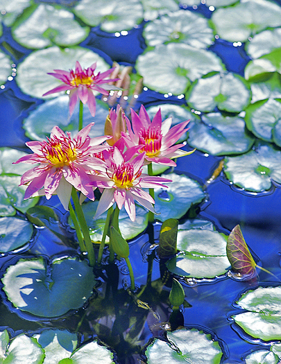 Pink lotus blossoms amid lily pads in a pond