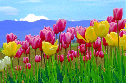 Red and yellow tulips against a snowy mountain peak