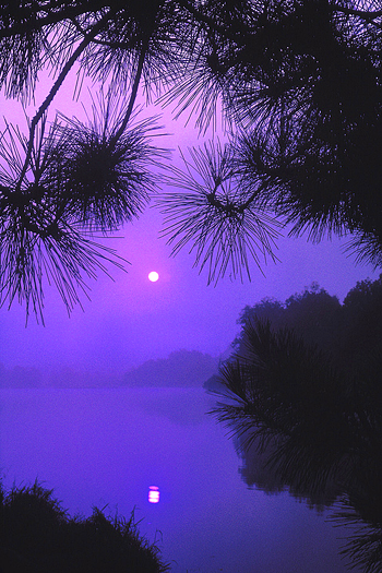 Full moon seen through purple mist and overhanging pine boughs