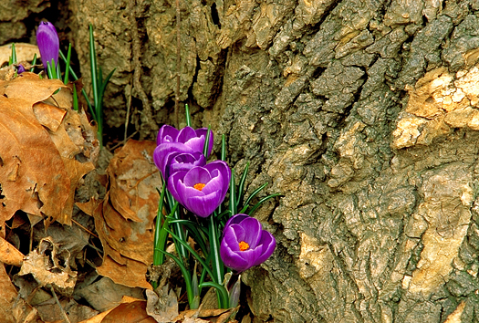 The first purple crocus of Spring at the base of a tree in the forest