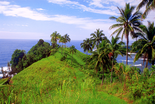 Hillside with bushes and palm trees near the ocean