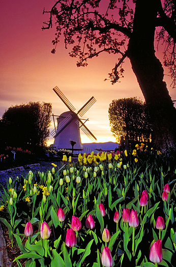 Holland windmill with tulips in the foreground
