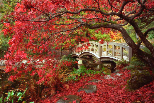 Japanese Garden by Don Paulson