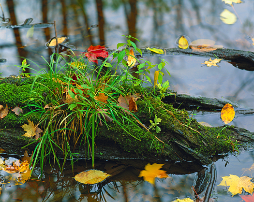 A log, leafs, and gras in a pond