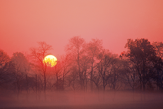 The sun setting behind trees in a misty forest