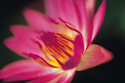 Close-up pink flower