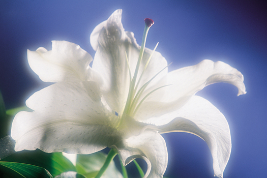Closeup of a white flower in soft focus