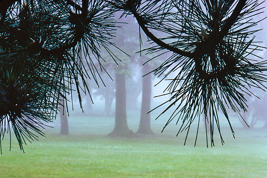 Misty stand of trees framed by pine branches