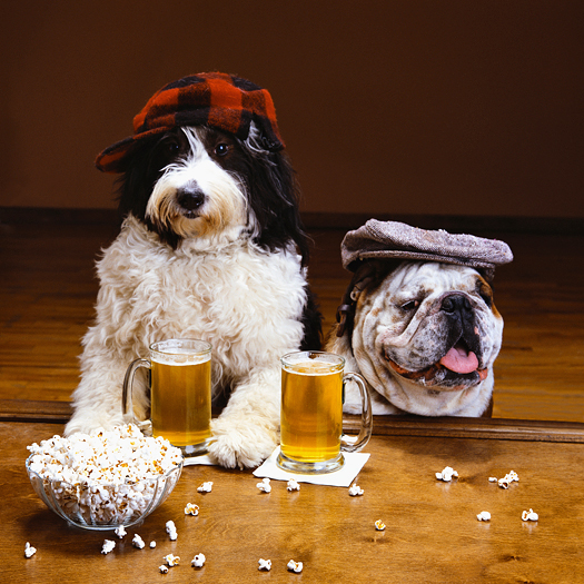 Two dogs drinking beer