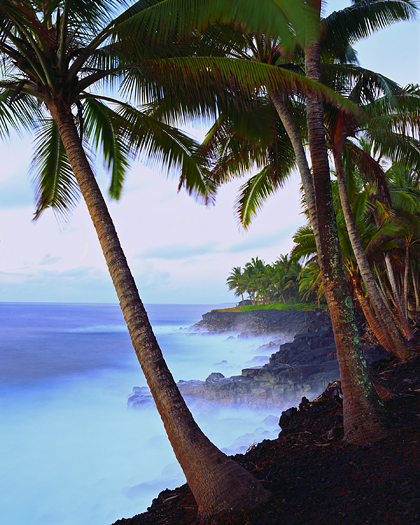 Palm Tree on a Carribean beach
