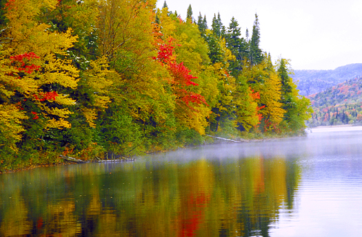 Fall colored trees on the banks of a river
