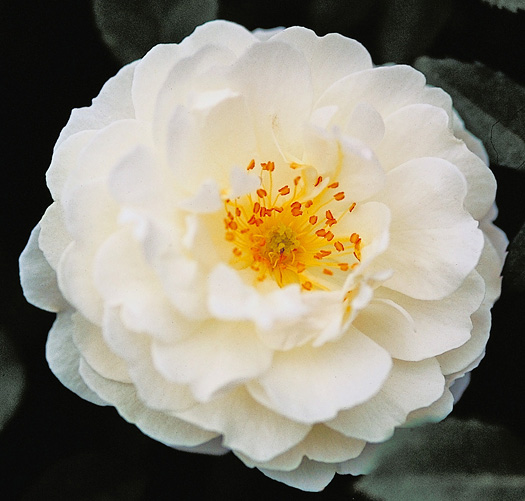 White Damask Rose - Rosa damascena