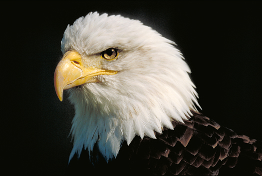 American bald Eagle