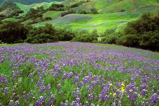 Lupine Field by Don Paulson