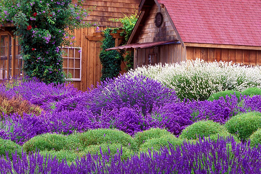 Purple Haze Lavender by Don Paulson