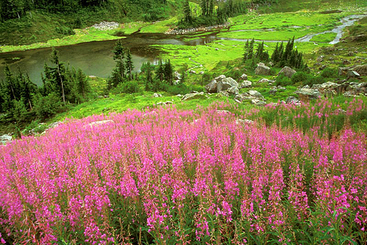 Field of pink flowers by Don Paulson