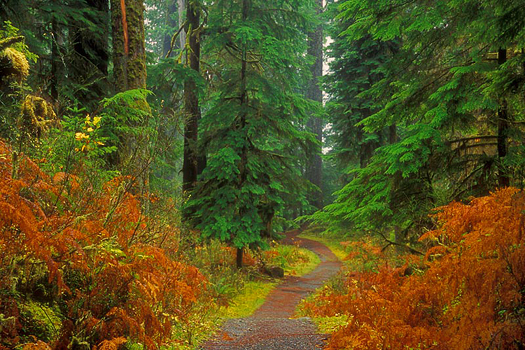 Quinault Trail by Don Paulson