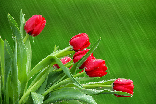 Red tulips in the rain by Don Paulson