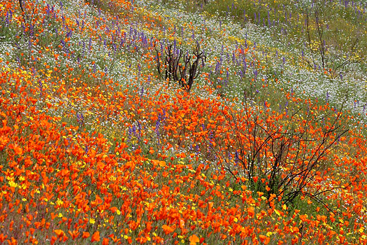 A field of wildflowers by Don Paulson