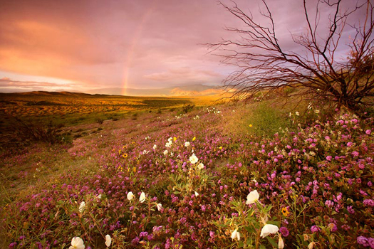 Rainbow in Anza Borrego State Park by Don Paulson