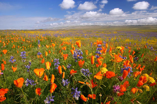 Flowers, Carrizo Plain National Monument, CA by Don Paulson