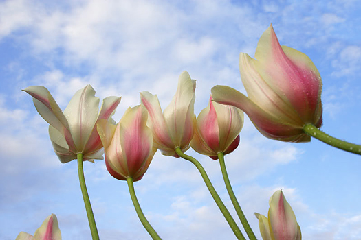 Pink Tulips by Don Paulson