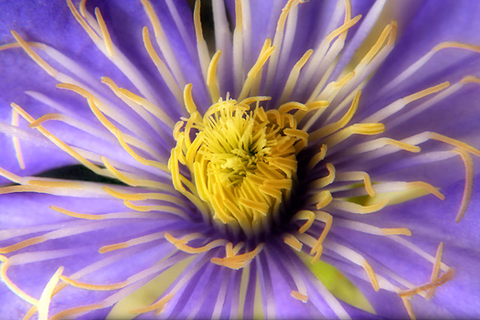 Clematis by Don Paulson