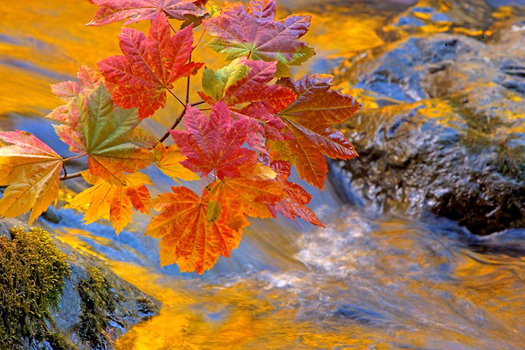 Autumn leaves over a river by Don Paulson