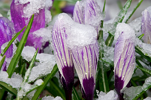 Crocus in the snow by Don Paulson