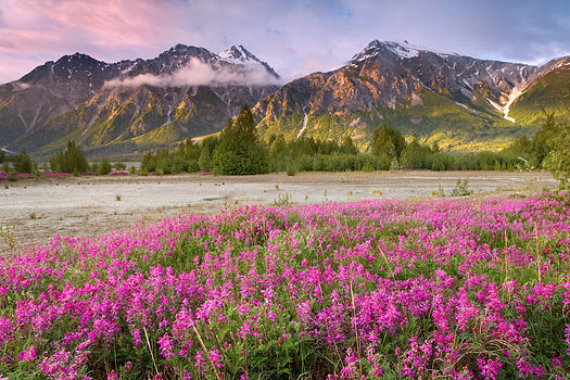 Mountain landscape with flowers by Don Paulson