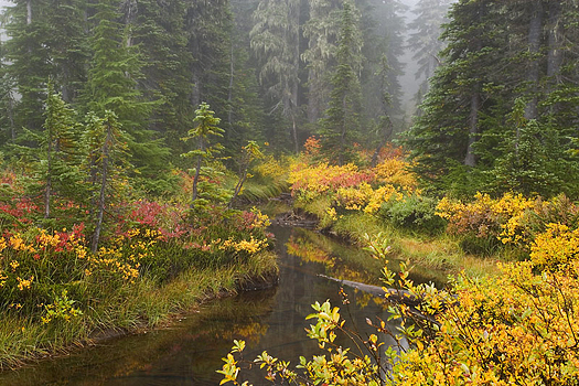 Misty forest in Fall by Don Paulson