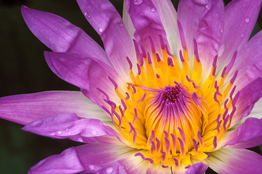 Water Lily by Don Paulson