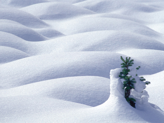 Snow Scape - Mount Assiniboine, B.C. by Don Paulson