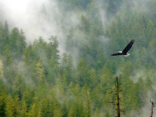 Bald Eagle and Foggy Forest Mount Rainier National Park by Don Paulson
