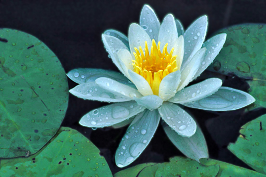 Open white flower on lily pad
