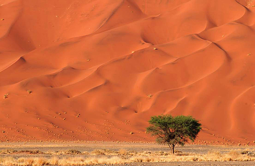 Sand Dunes of Sossusvlei with a single green tree - Namib desert, Namibia