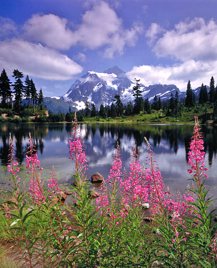 pink flowers. mountain lake