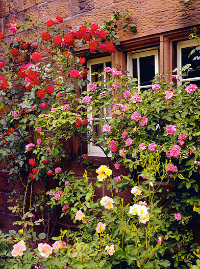 A rose garden next to a house