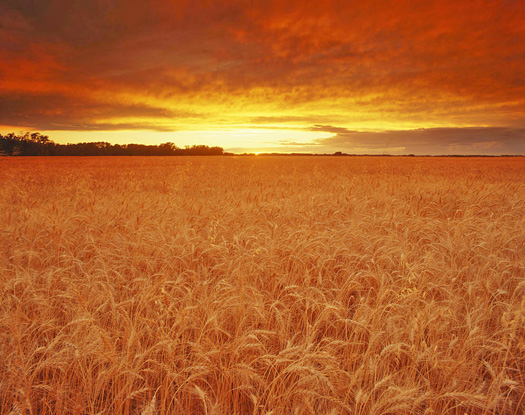 Sunset over wheat field 